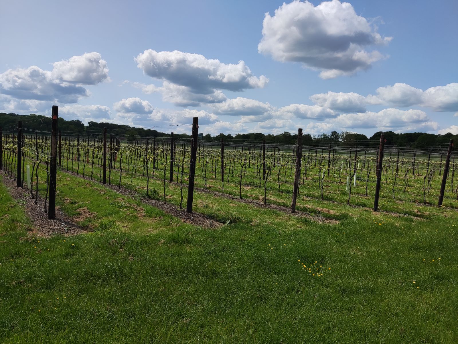 Balfour Winery bar and event space near Staplehurst